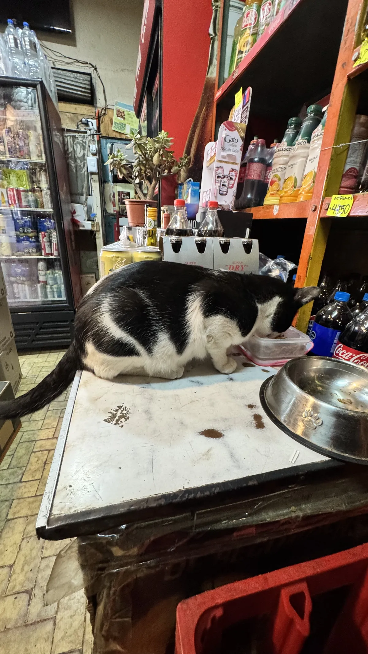 Colocolo, el gato de Botillería Carmen, sobre el mesón del local