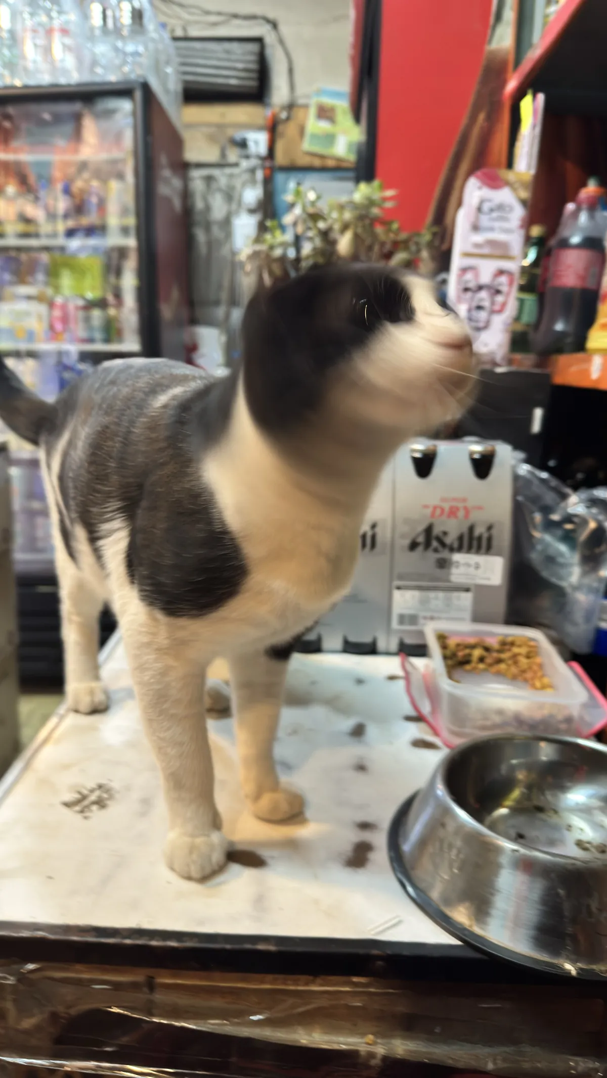 Colocolo comiendo junto a las repisas de la botillería